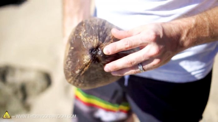 How to open a coconut without tools