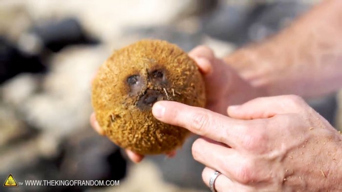 How to open a coconut without tools