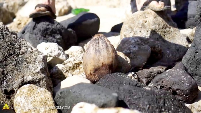 How to open a coconut without tools