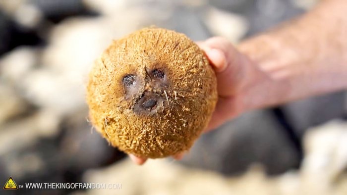 How to open a coconut without tools