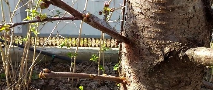 Grafting a tree with a drill