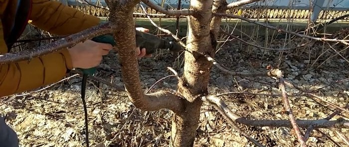 Grafting a tree with a drill