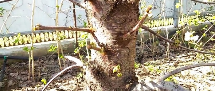 Grafting a tree with a drill