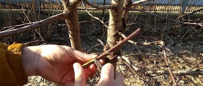 Grafting a tree with a drill