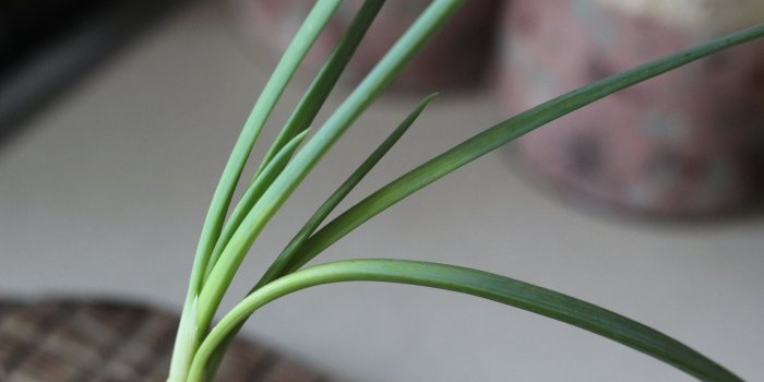 Comment faire pousser des oignons verts et de l'ail sur un rebord de fenêtre