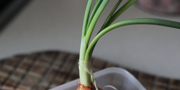 Comment faire pousser des oignons verts et de l'ail sur un rebord de fenêtre