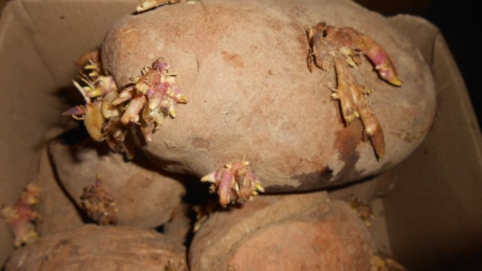 There will be a large potato harvest if the beds are properly prepared.