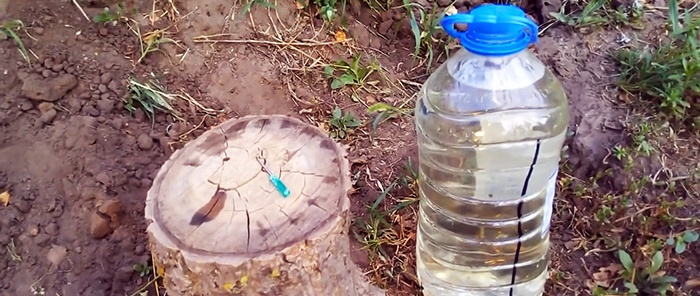 The secret of a good harvest: how to organize drip irrigation with bottles