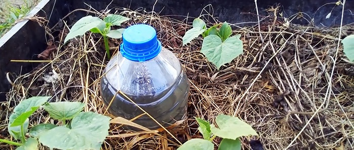 The secret of a good harvest: how to organize drip irrigation with bottles