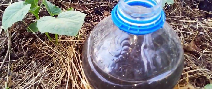 The secret of a good harvest: how to organize drip irrigation with bottles