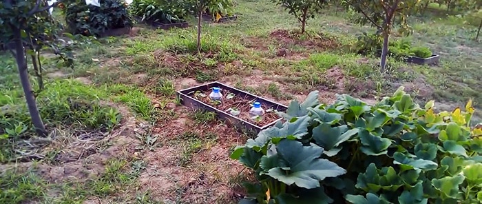 The secret of a good harvest: how to organize drip irrigation with bottles