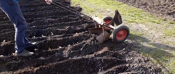 How to quickly plant potatoes