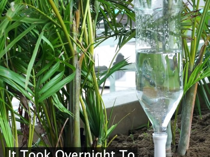 3 ways to organize a plant watering system during your absence