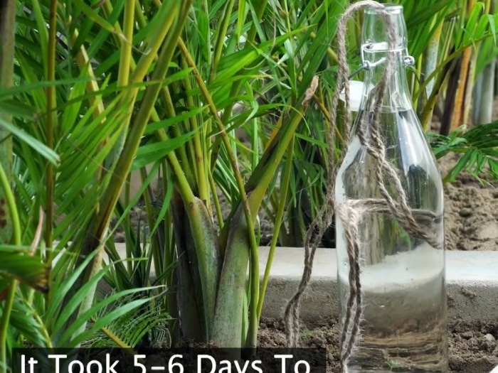 3 ways to organize a plant watering system during your absence