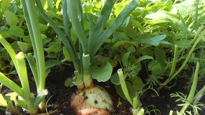 Forcing onions into greens at home in water and soil substrate - all the subtleties and nuances