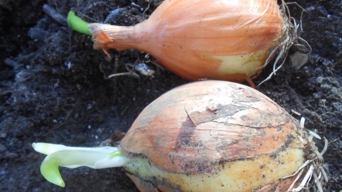 Forcing onions into greens at home in water and soil substrate - all the subtleties and nuances