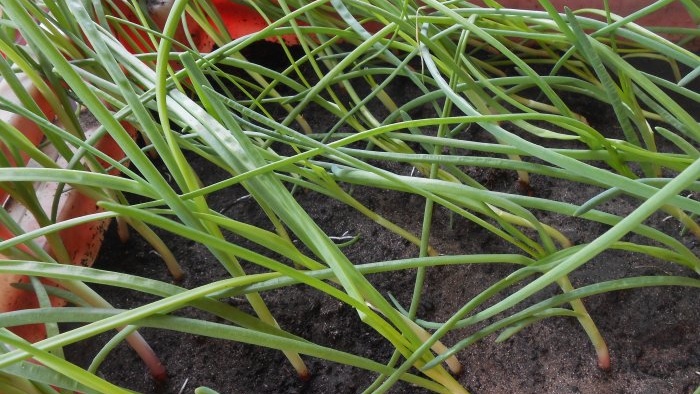 Forcing onions into greens at home in water and soil substrate - all the subtleties and nuances