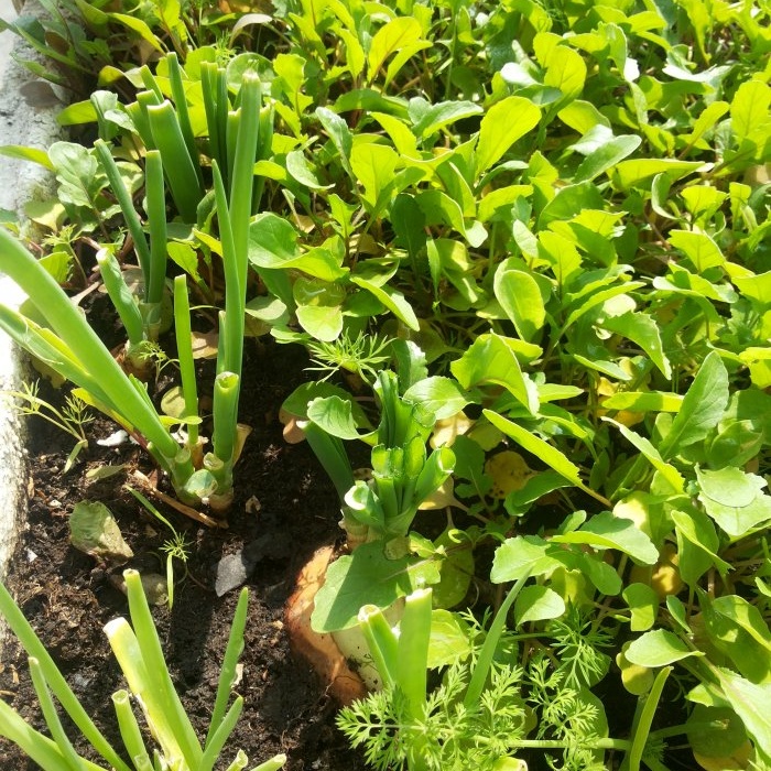 Forcing onions into greens at home in water and soil substrate - all the subtleties and nuances