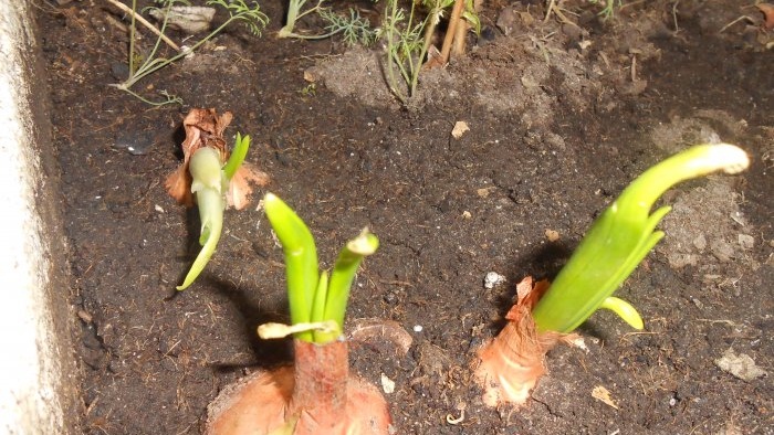 Forcing onions into greens at home in water and soil substrate - all the subtleties and nuances