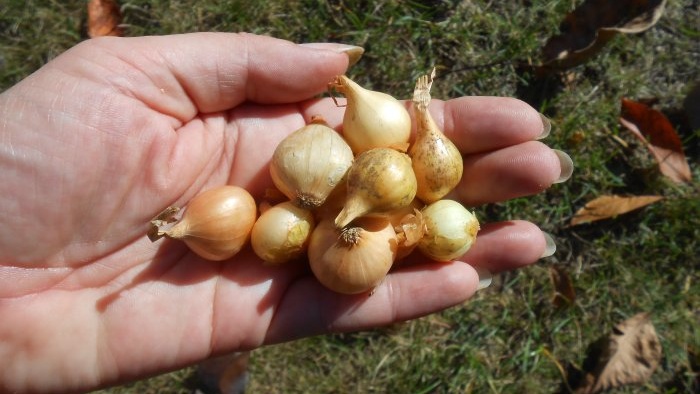 Forcing onions into greens at home in water and soil substrate - all the subtleties and nuances