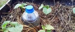 The secret of a good harvest: how to organize drip irrigation with bottles