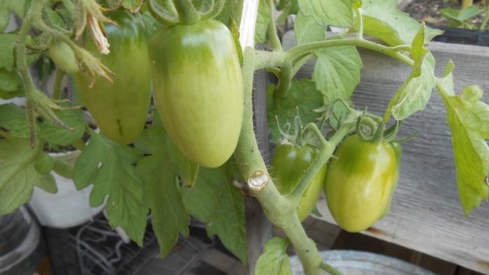 Fertilizing available to everyone for protection and a large harvest of cucumbers