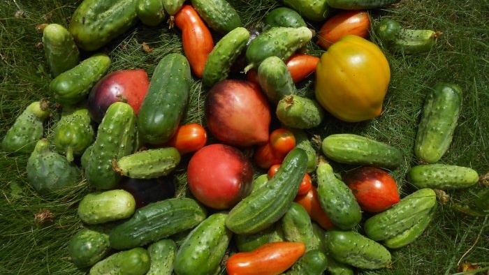 Fertilizing available to everyone for protection and a large harvest of cucumbers