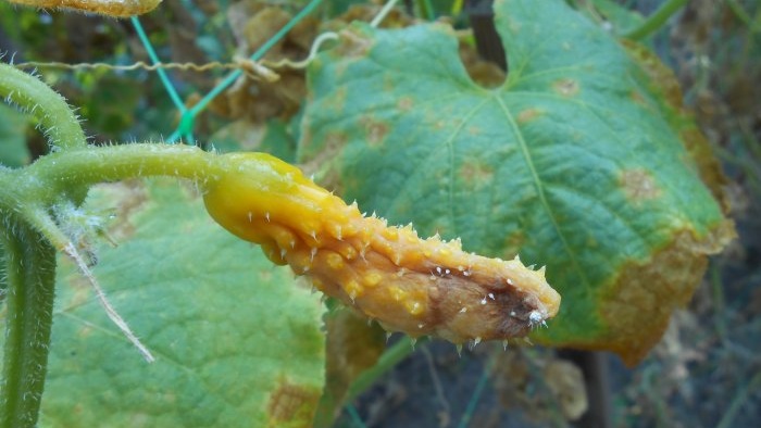 Fertilizing available to everyone for protection and a large harvest of cucumbers