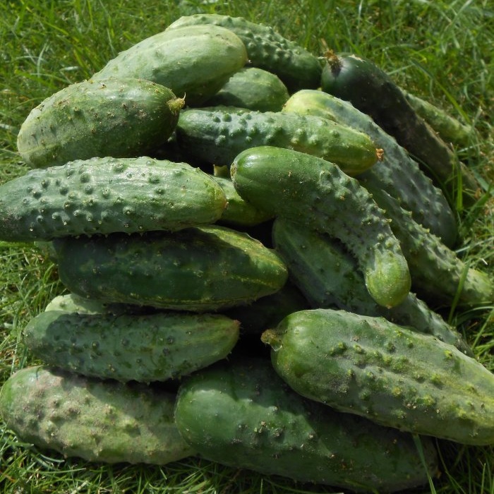 Fertilizing available to everyone for protection and a large harvest of cucumbers