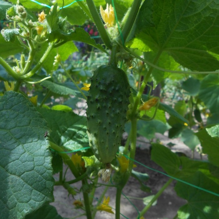 Fertilizing available to everyone for protection and a large harvest of cucumbers