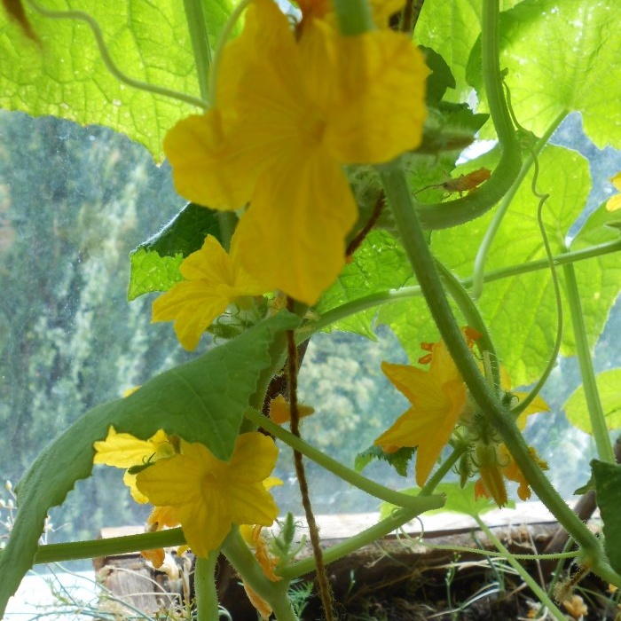 Fertilizing available to everyone for protection and a large harvest of cucumbers