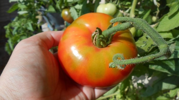 Foliar feeding of tomatoes with boric acid to increase crop yield