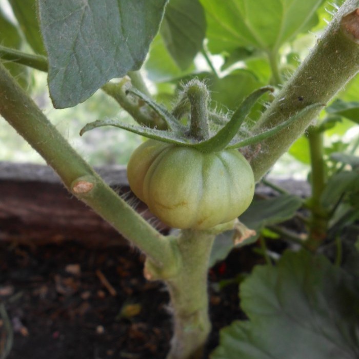 Foliar feeding of tomatoes with boric acid to increase crop yield