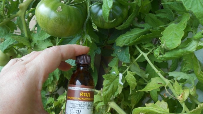 Foliar feeding of tomatoes with boric acid to increase crop yield