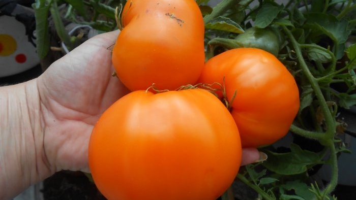 Foliar feeding of tomatoes with boric acid to increase crop yield