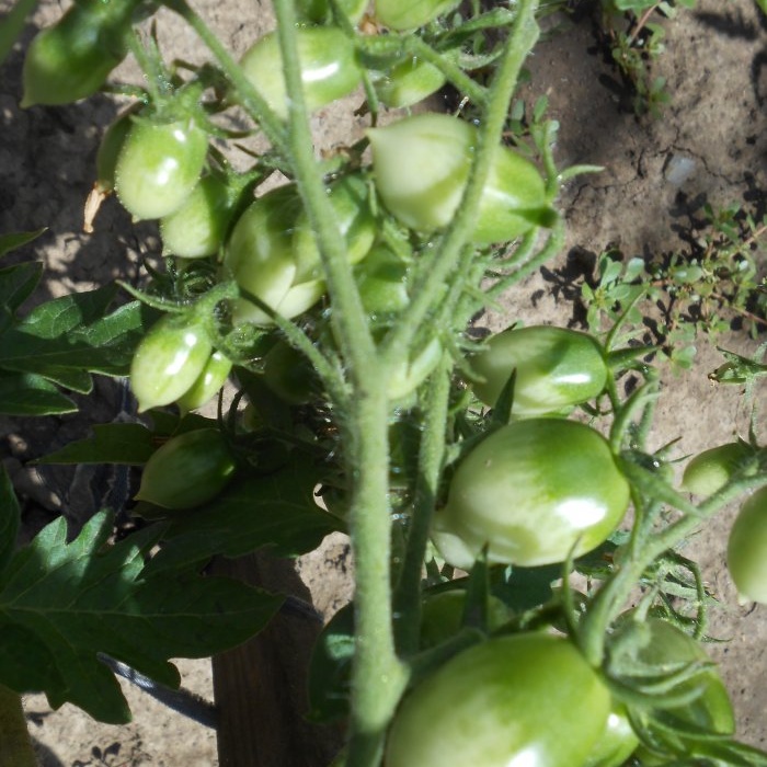 Foliar feeding of tomatoes with boric acid to increase crop yield