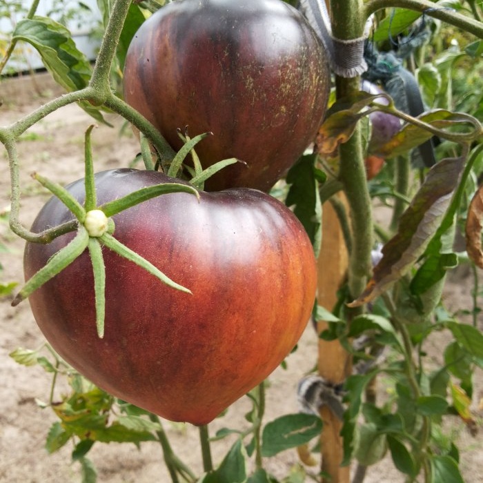 Foliar feeding of tomatoes with boric acid to increase crop yield