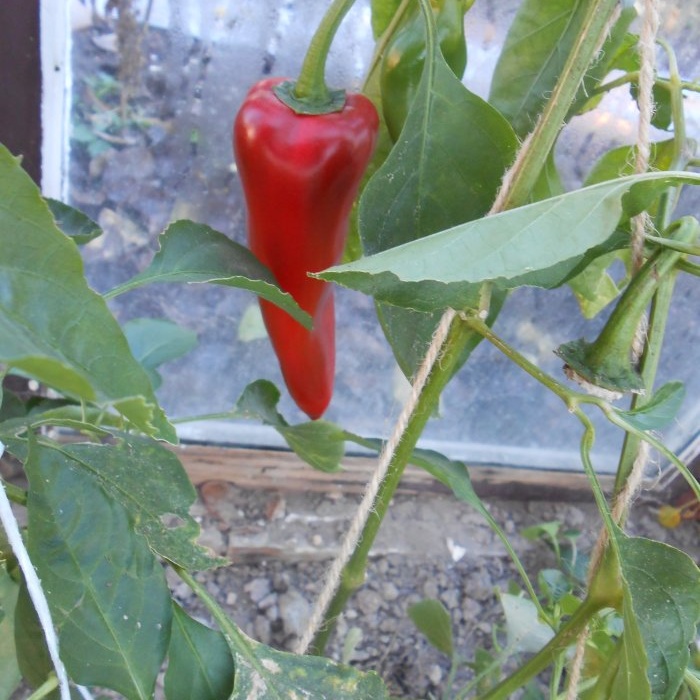 A universal recipe for feeding tomatoes during fruit ripening