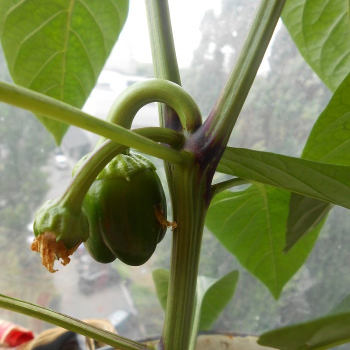 A universal recipe for feeding tomatoes during fruit ripening