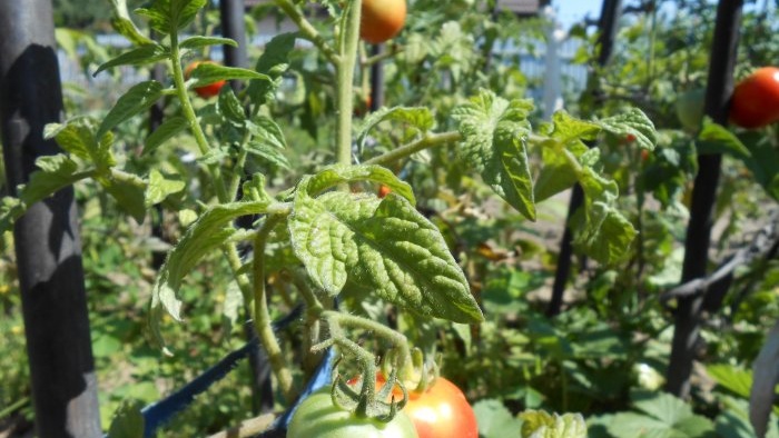 A universal recipe for feeding tomatoes during fruit ripening