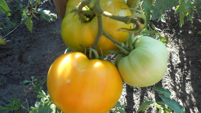 A universal recipe for feeding tomatoes during fruit ripening