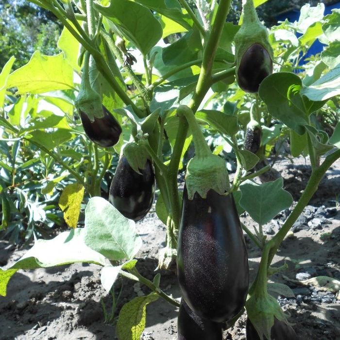 A universal recipe for feeding tomatoes during fruit ripening