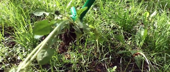 How to make a device for removing weeds by the root