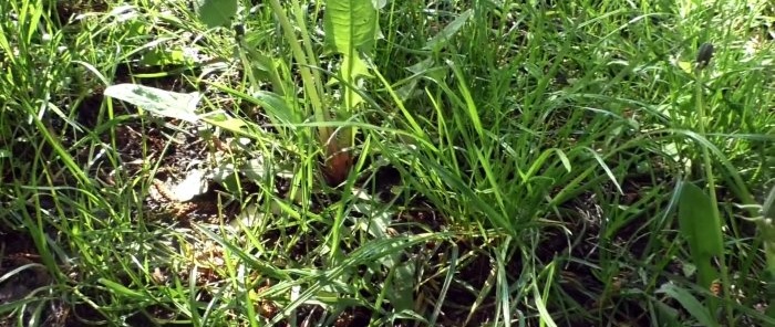 How to make a device for removing weeds by the root