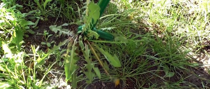 How to make a device for removing weeds by the root