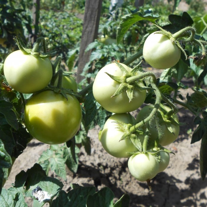 The cheapest and most effective feeding of tomatoes after planting