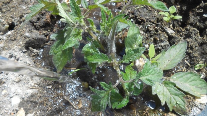 The cheapest and most effective feeding of tomatoes after planting