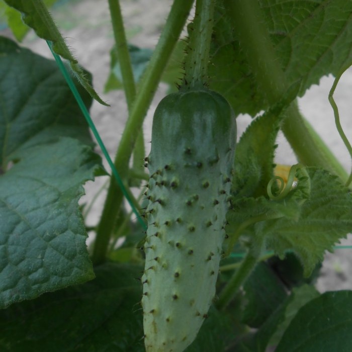 Baja percuma yang akan meningkatkan hasil tomato, lada dan timun