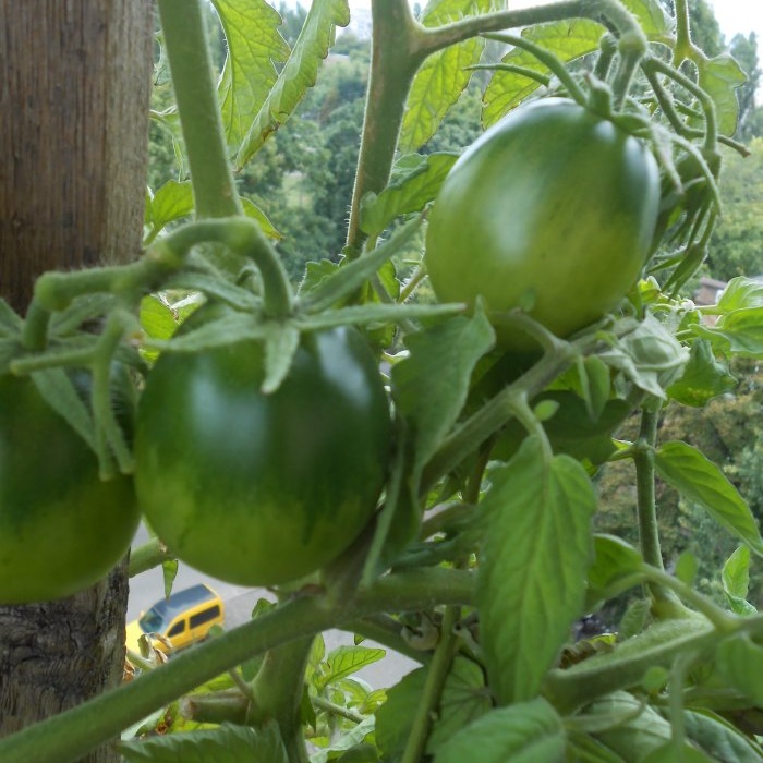 Baja percuma yang akan meningkatkan hasil tomato, lada dan timun