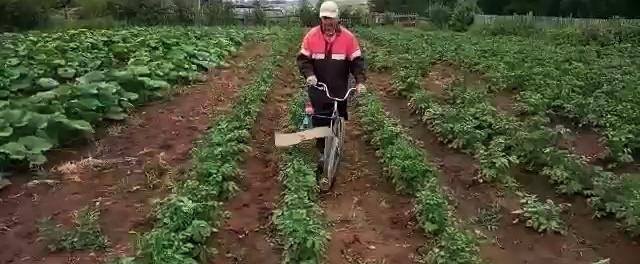 A bicycle and a screwdriver will clear a plot of potatoes from the Colorado potato beetle in 10 minutes.